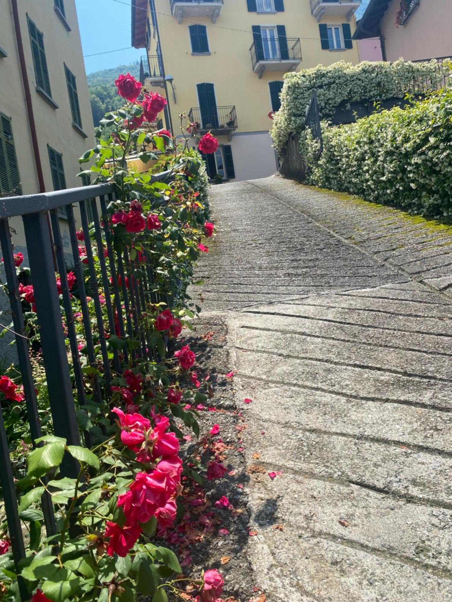 Peonia Apartment - Appartamento Vista Lago Lezzeno Zewnętrze zdjęcie