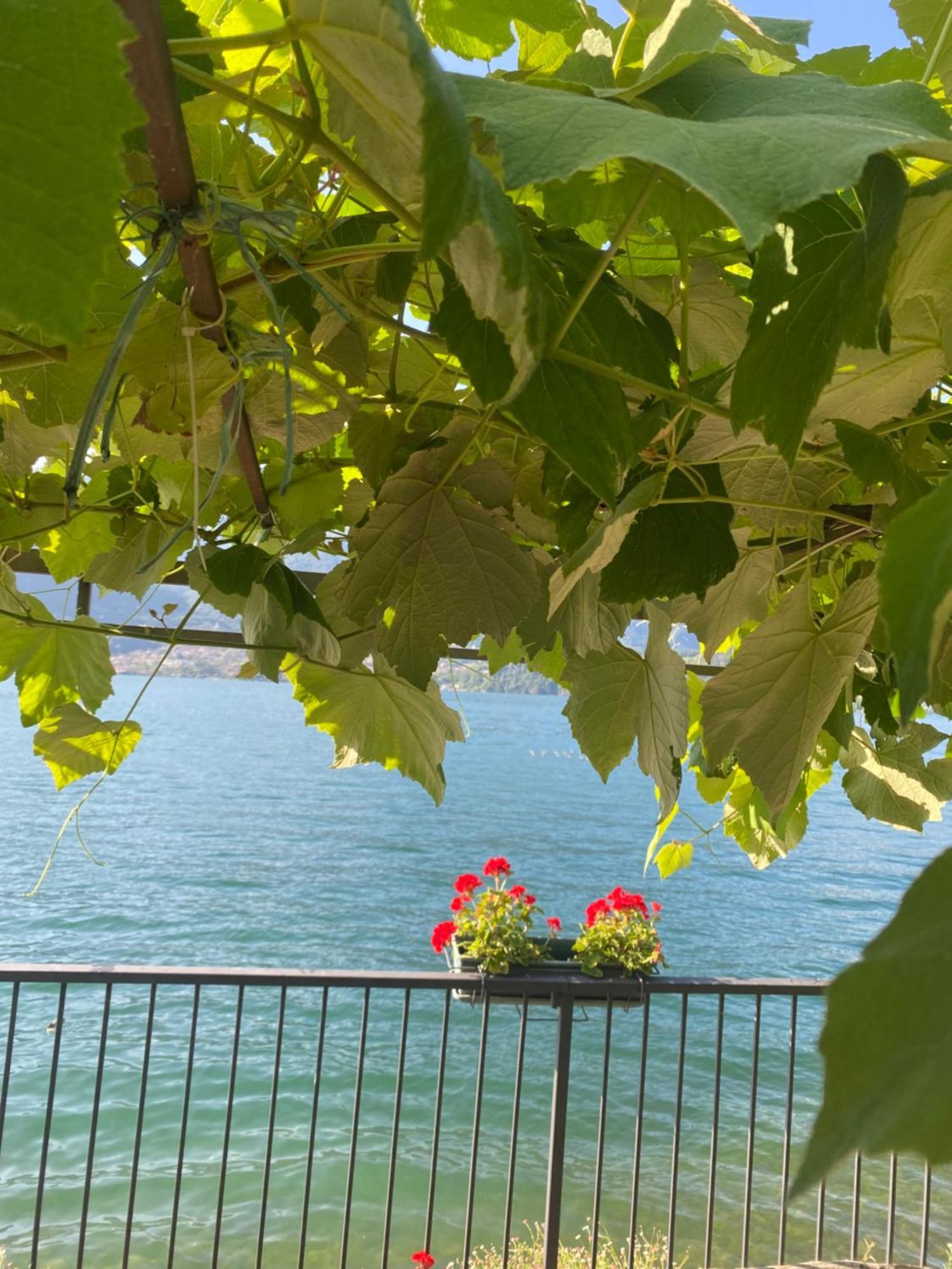 Peonia Apartment - Appartamento Vista Lago Lezzeno Zewnętrze zdjęcie