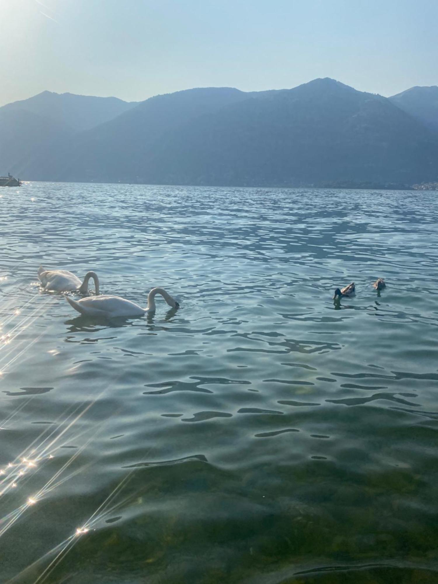 Peonia Apartment - Appartamento Vista Lago Lezzeno Zewnętrze zdjęcie