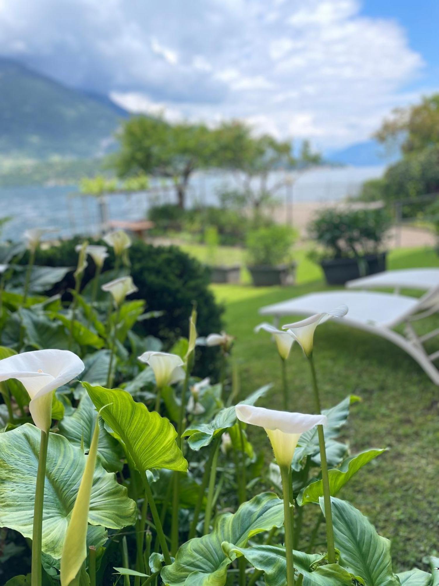 Peonia Apartment - Appartamento Vista Lago Lezzeno Zewnętrze zdjęcie